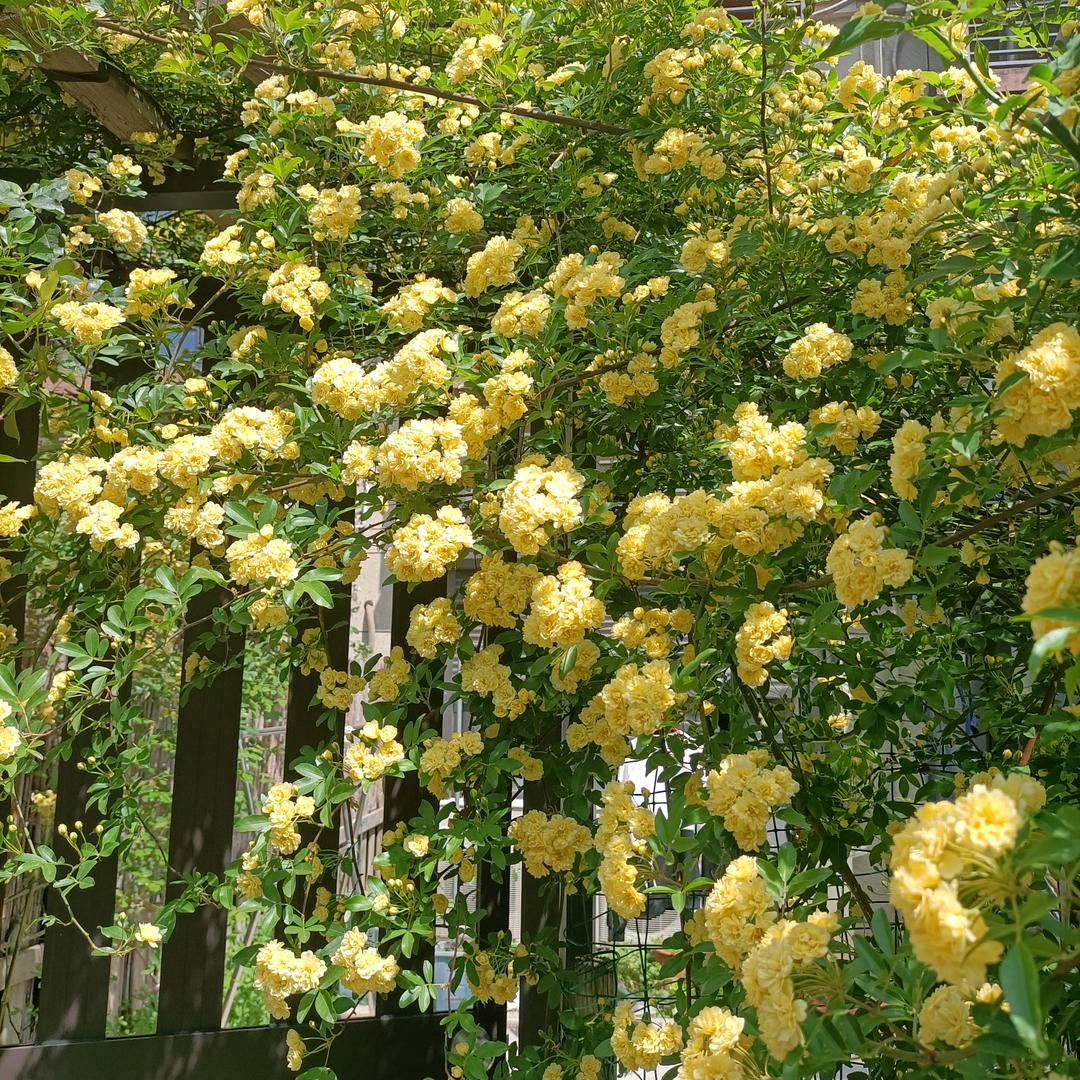 茉莉蜜茶