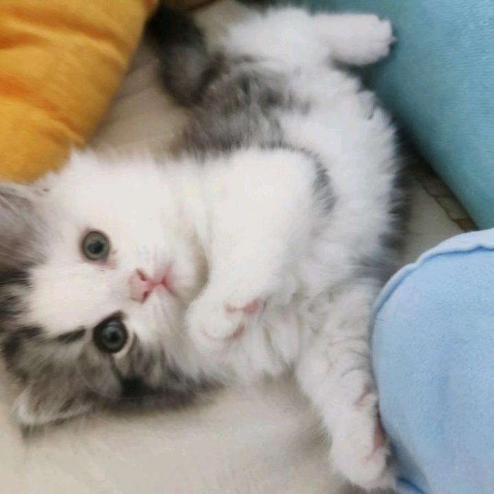 全身都是猫毛