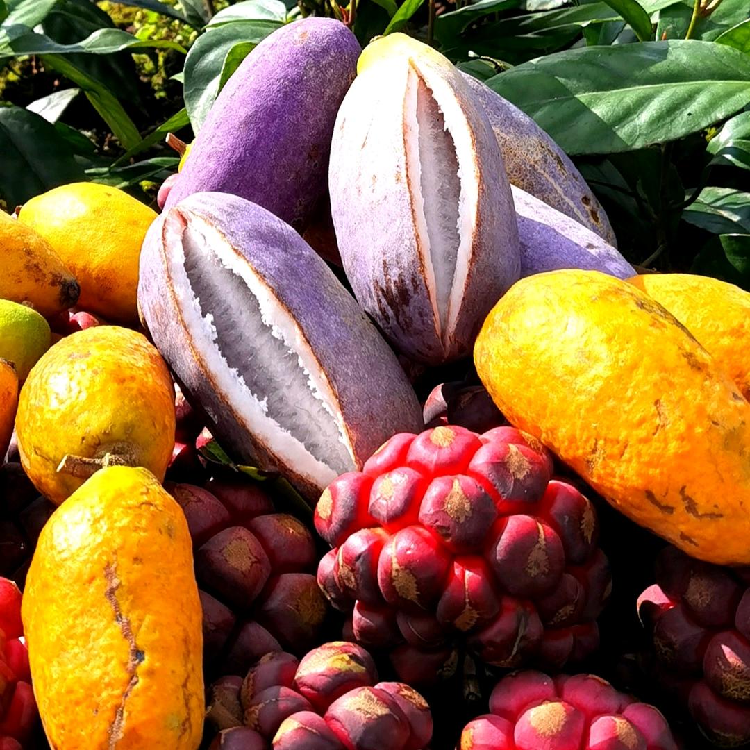 洪雅县八月瓜农场