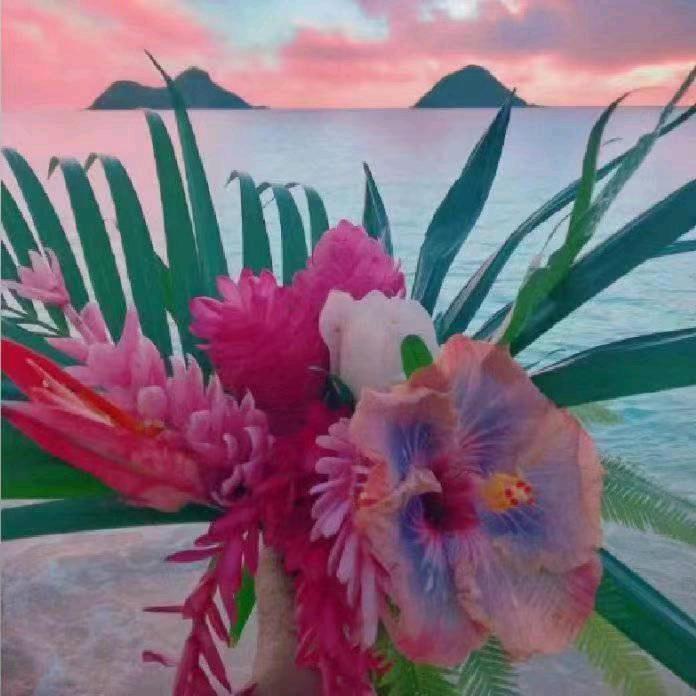 石竹花