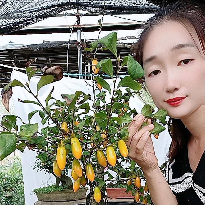 松梅竹影老鸦柿盆景