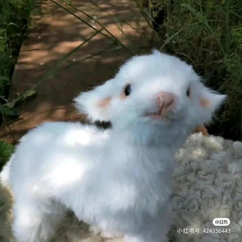 松月