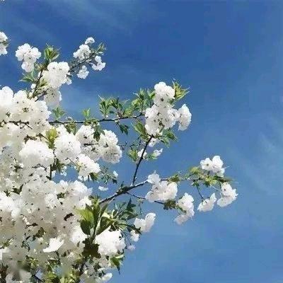 刘二