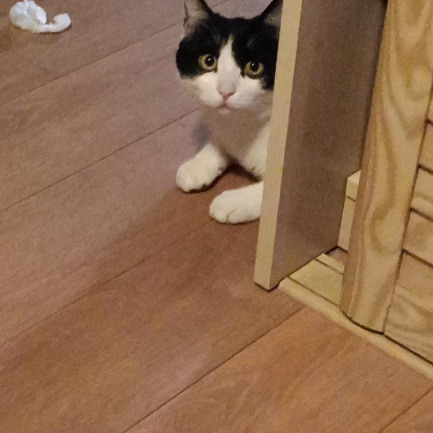 淼淼是只猫