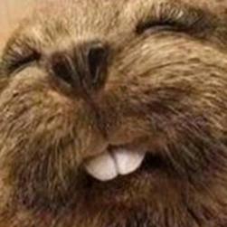 秋橡鼠  情感类聊天咖啡馆