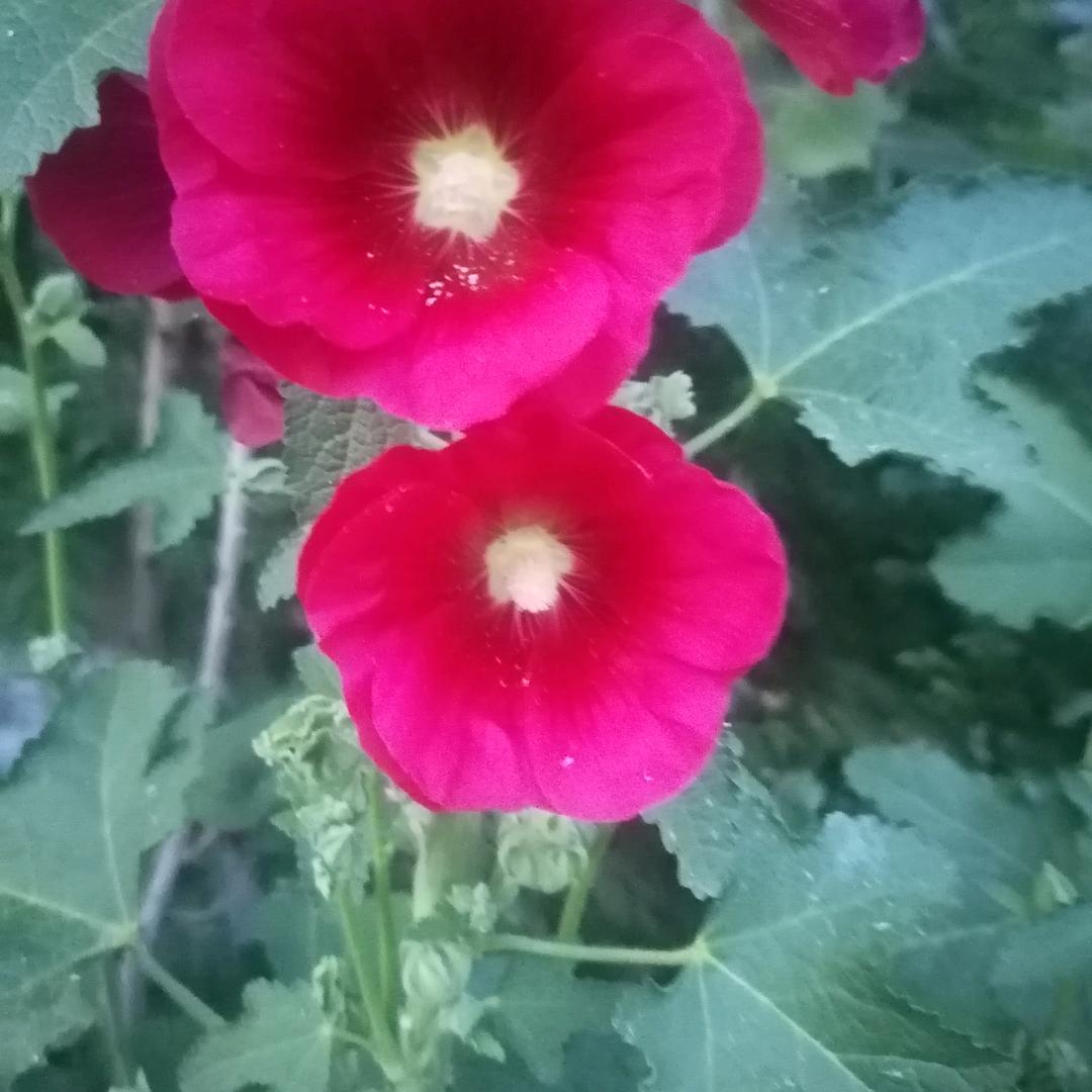 串烧烤(点赞完全)