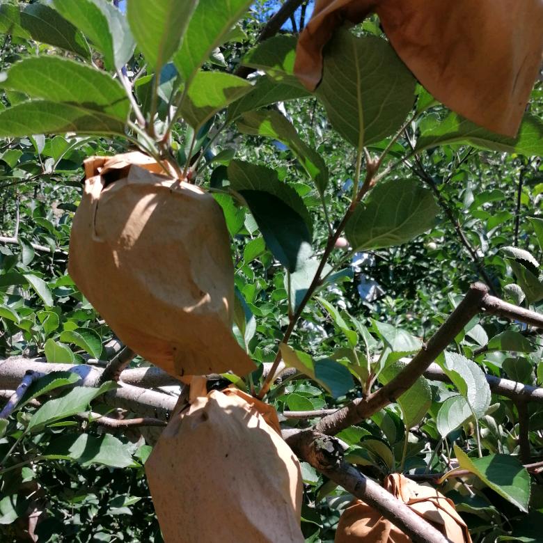 快乐幸福2080648709