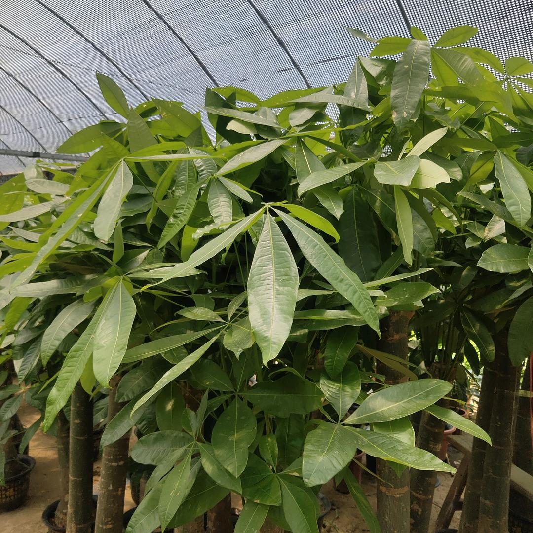 吉安永春花卉苗木场1887968495