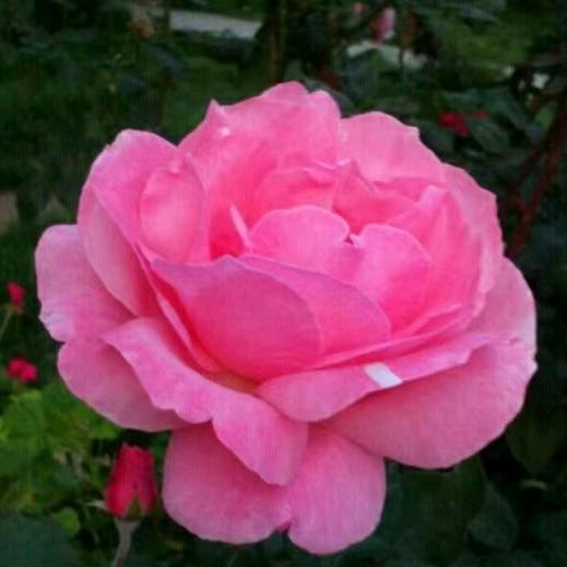 花开四月