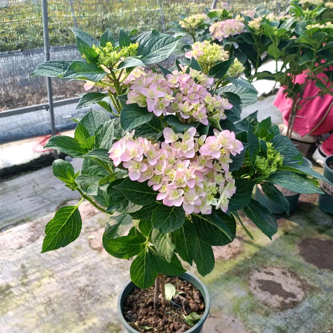 菁苑阁园艺