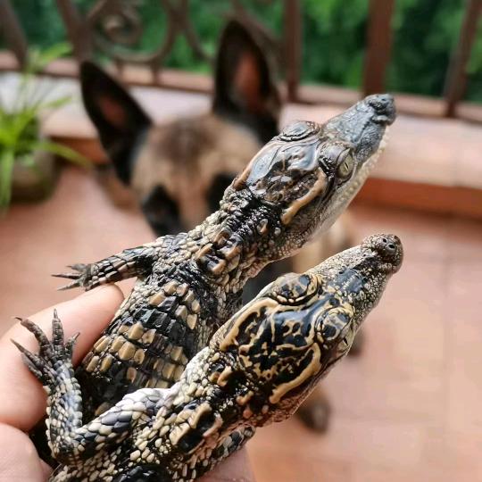 大橙子🍊大橙子