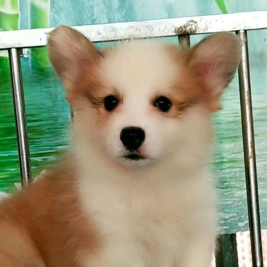 腾达，柯基犬业