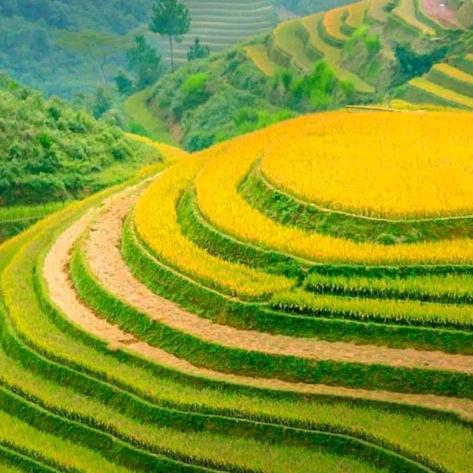 秋风吹落叶无情