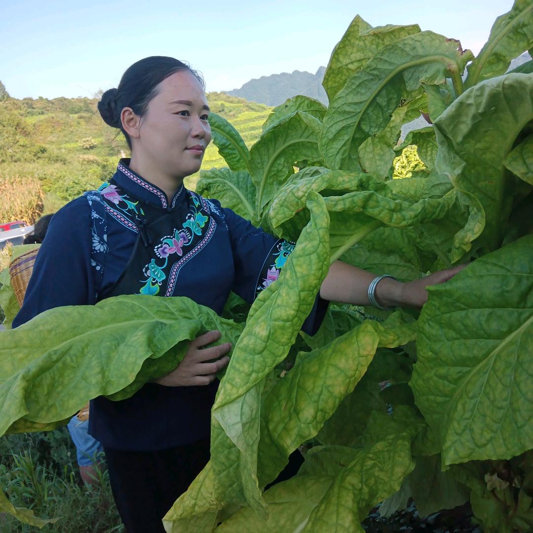 职业烟农王芳（国际张）