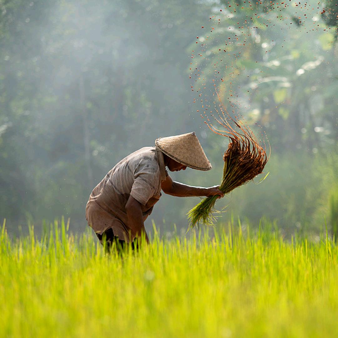 农业植保知识分享 大明