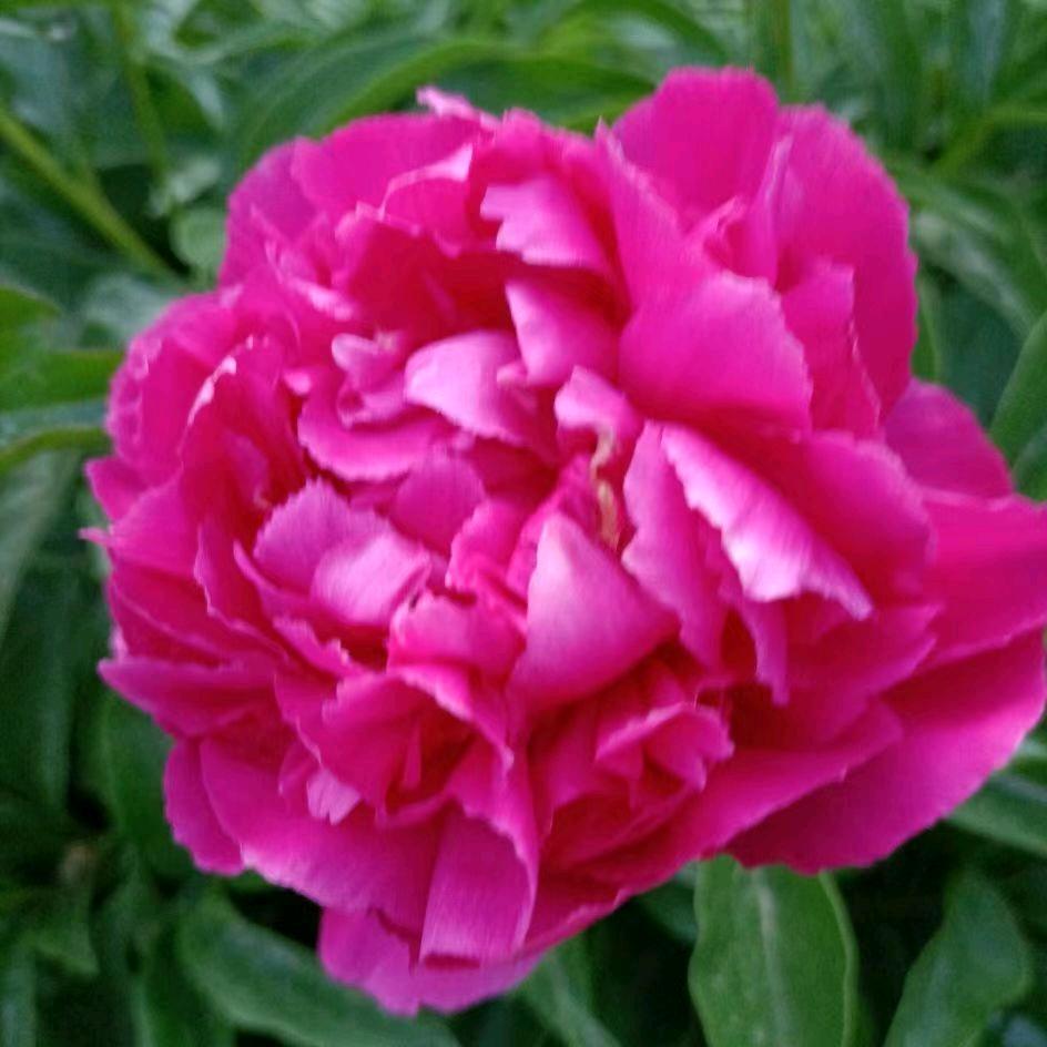 神花
