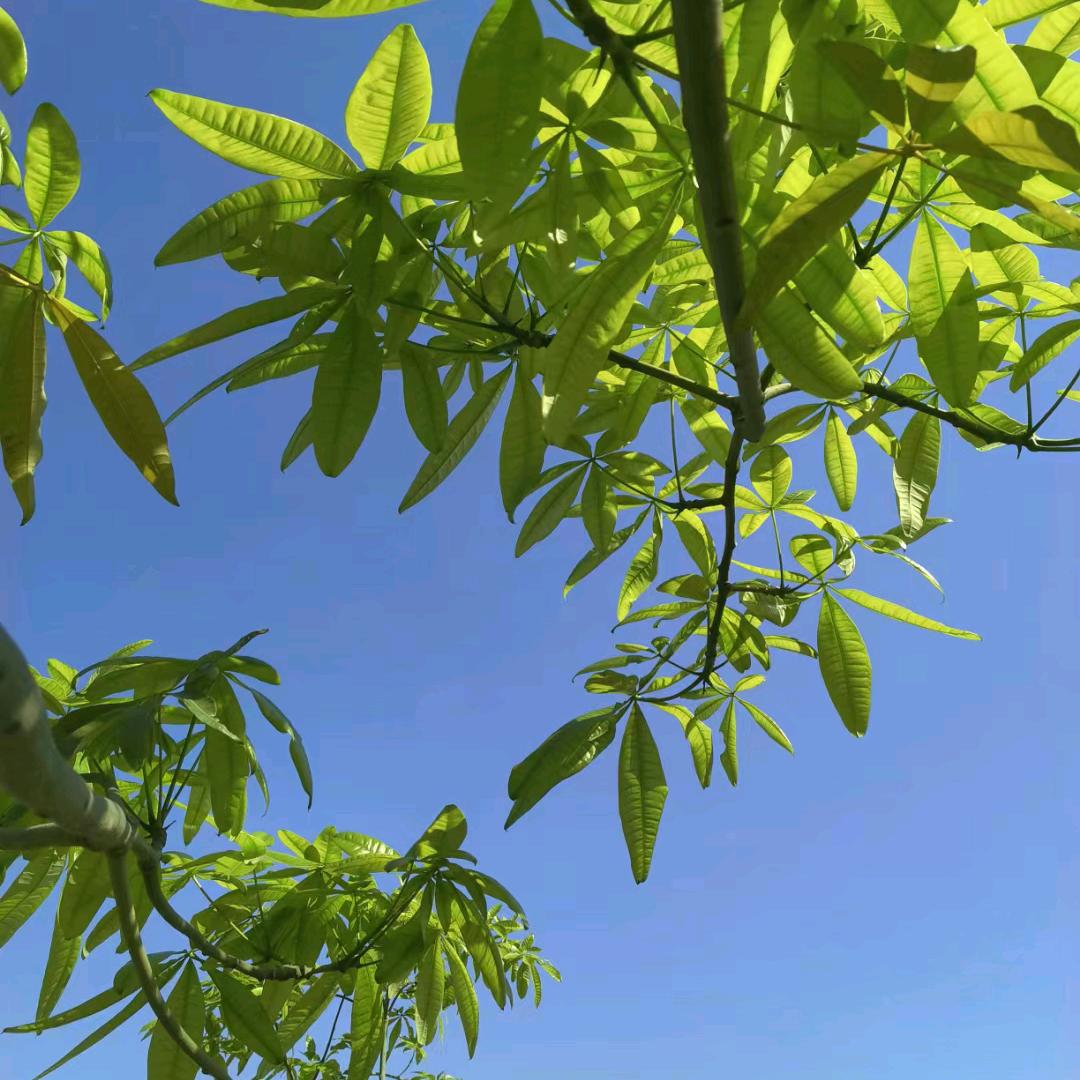 向光💖而生