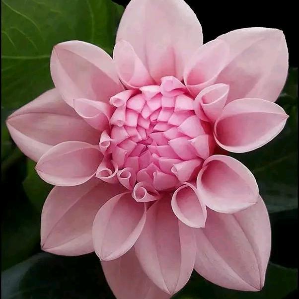 苹果派