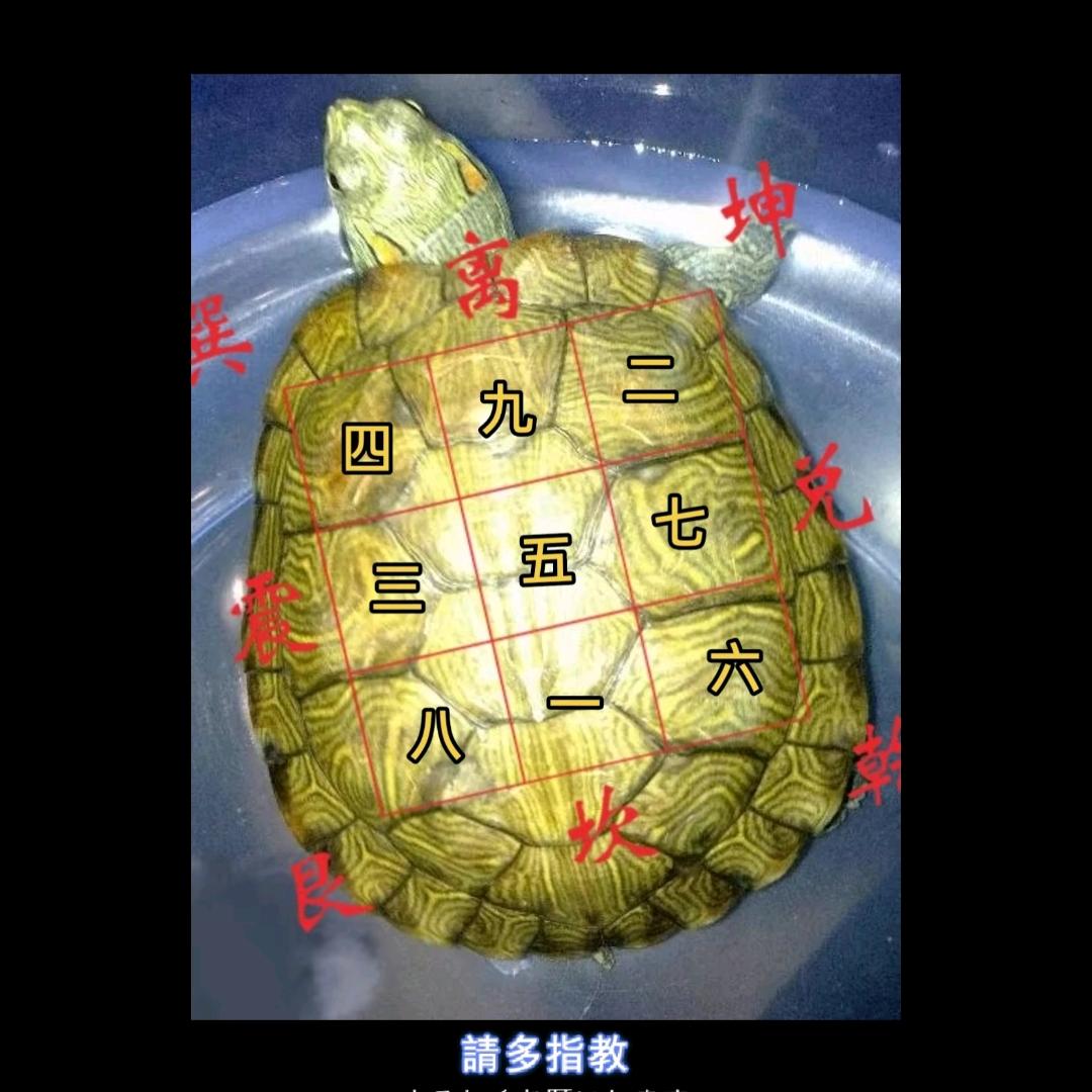 大鳄玩家