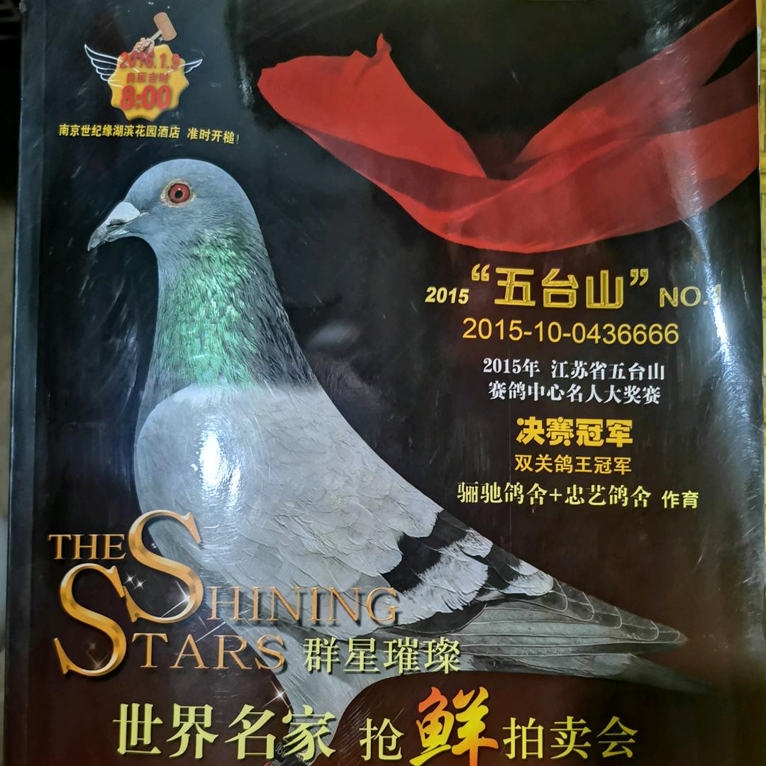 骊驰赛鸽