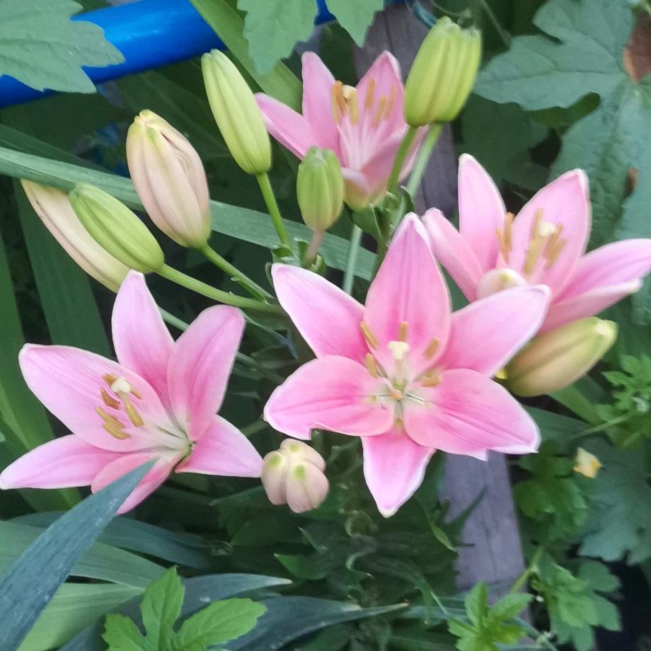 🌸花开富贵🌸