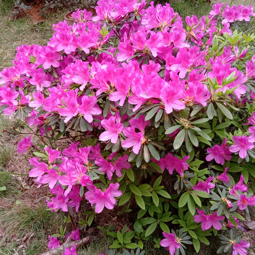 小何