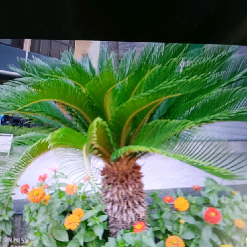 平安是褔
