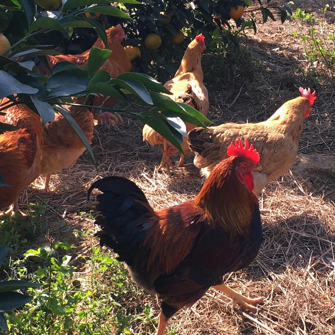 山里头的土味禽舍