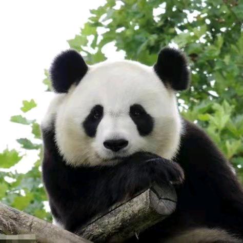 小熊猫🤗