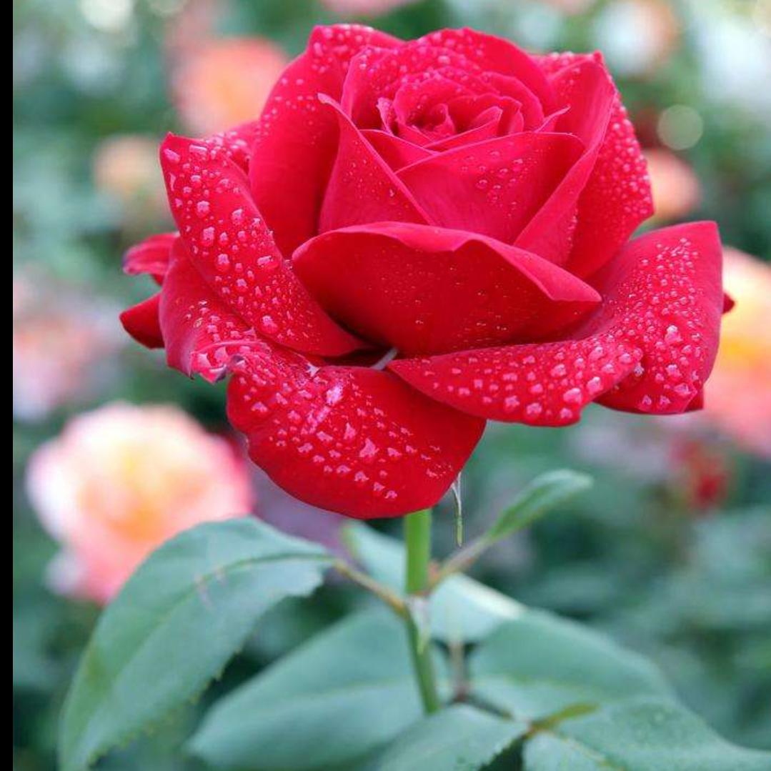 ღ᭄我的故事都是你এ⁵²º᭄এ