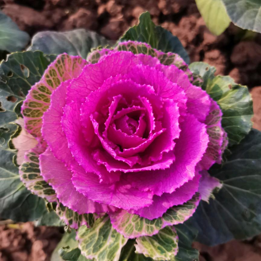 ໑ຼₒ₂5ღ᭄傻丫头🕊꧔ꦿ᭄💞