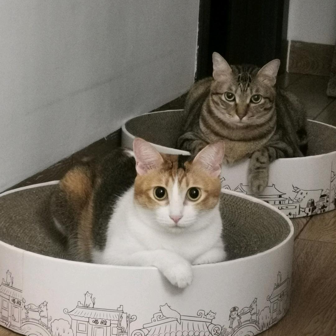 橘狸花一家🐱