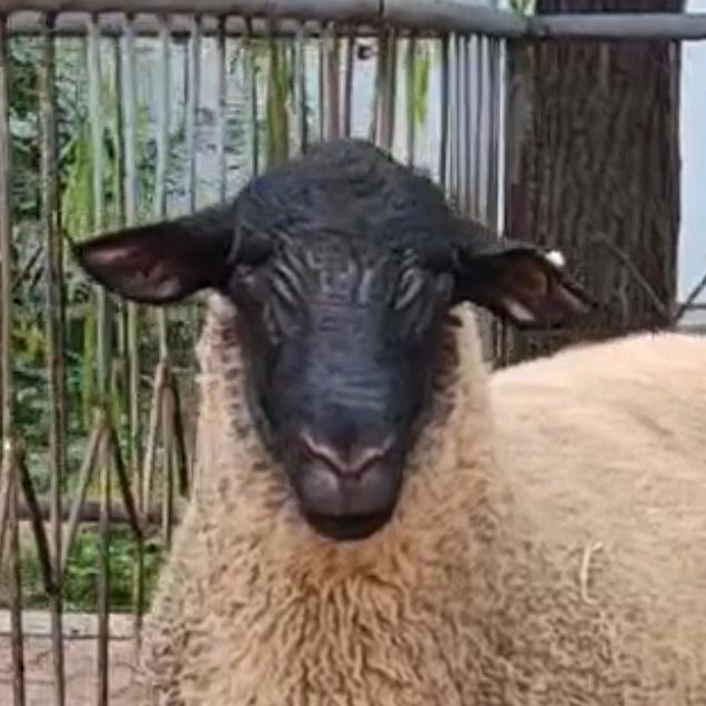 萨福克🐑东佛理生🐑繁育