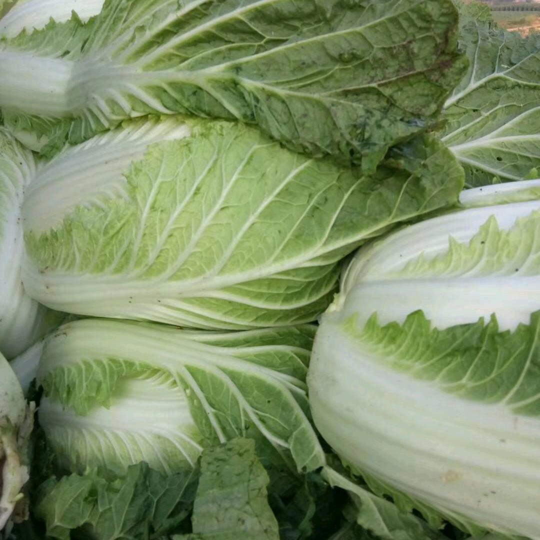 仁仓白菜土豆蔬菜批发