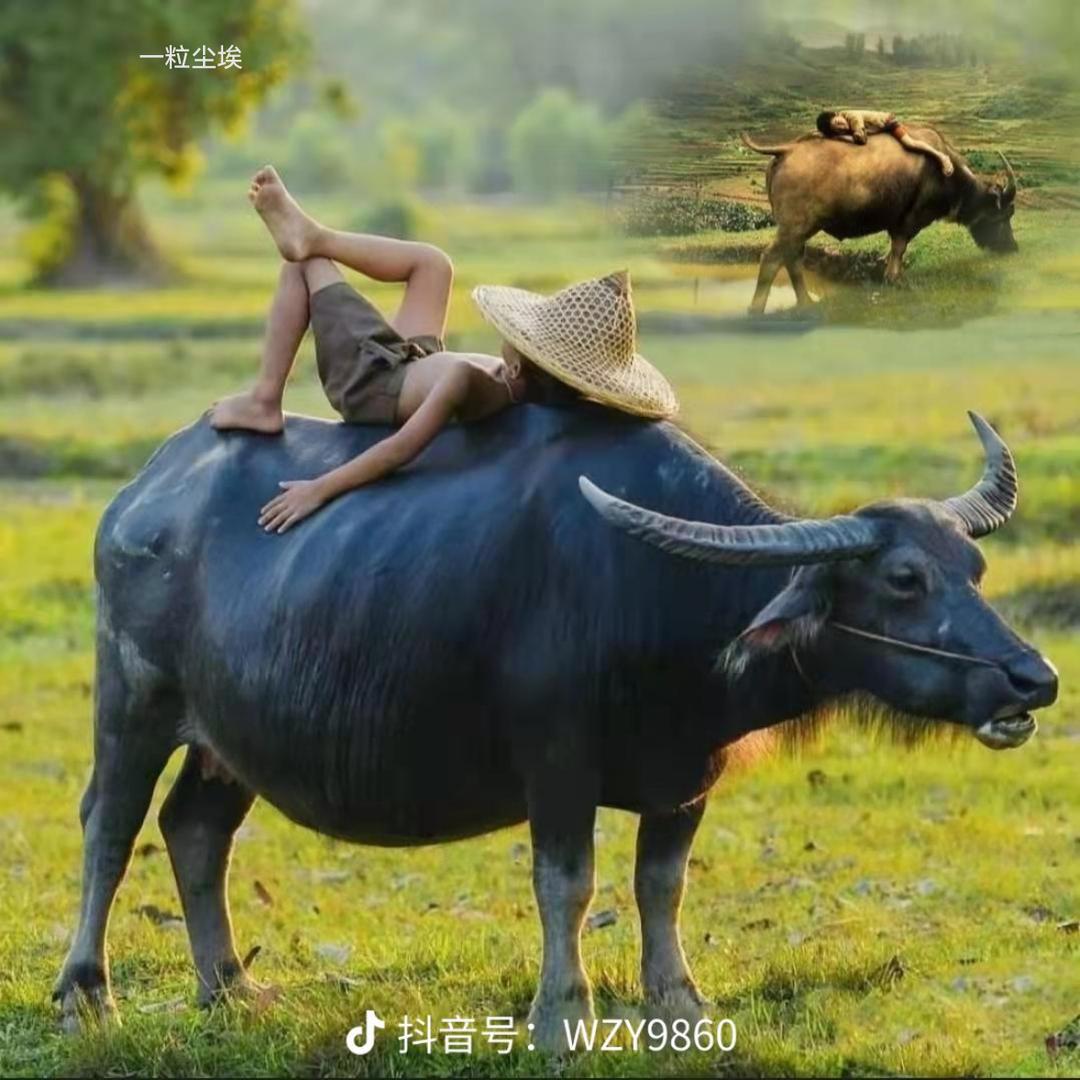 心如花木——向阳而生