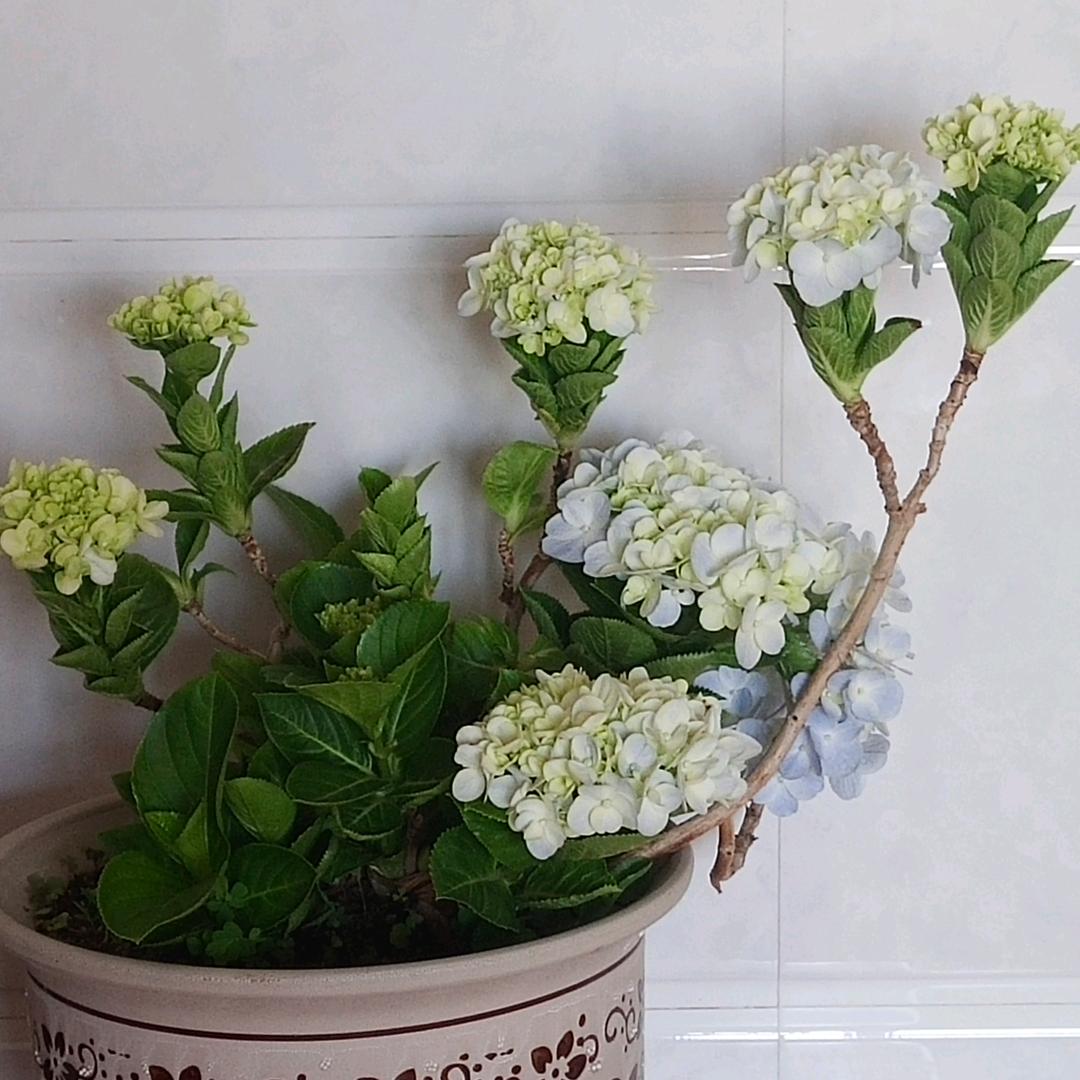 鑫鑫