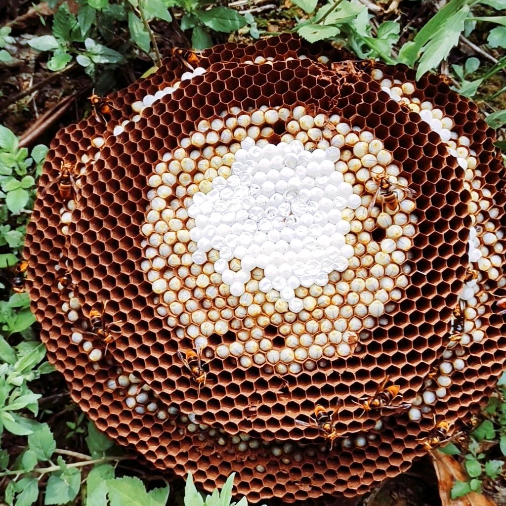 云南老表小海哥