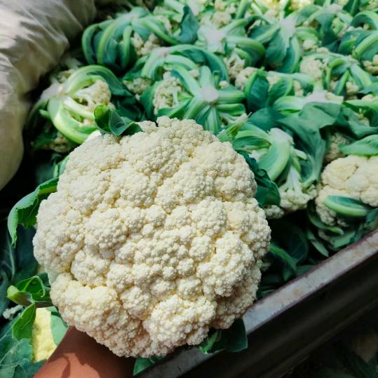 顺意鲜食玉米果蔬代销代收