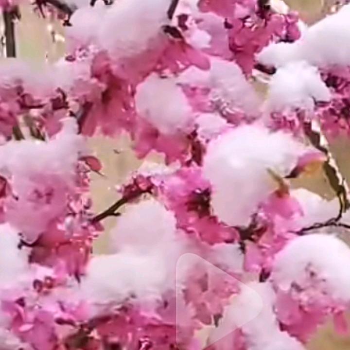 十八子
