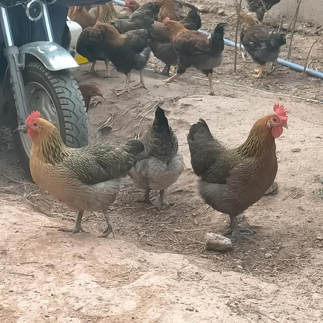 乐安刘家湾伟平农场