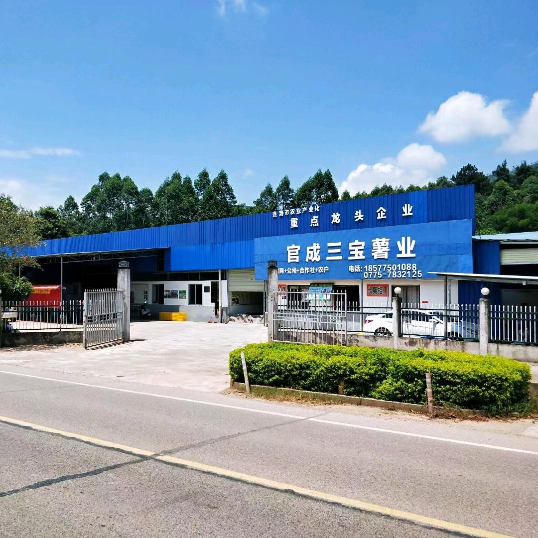 官成三宝红薯专业合作社