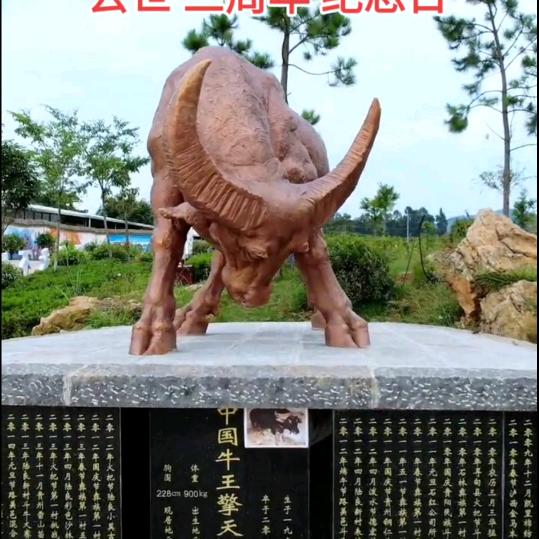 云南黄哥