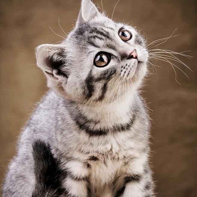 杀人不用感情刀