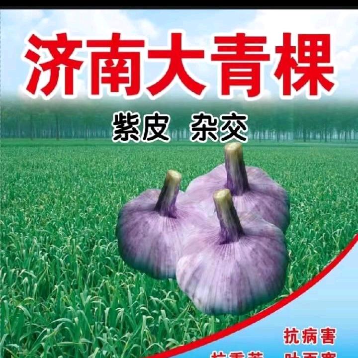 济南大青稞