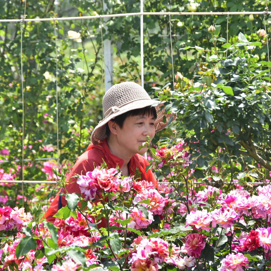 乐逸外婆