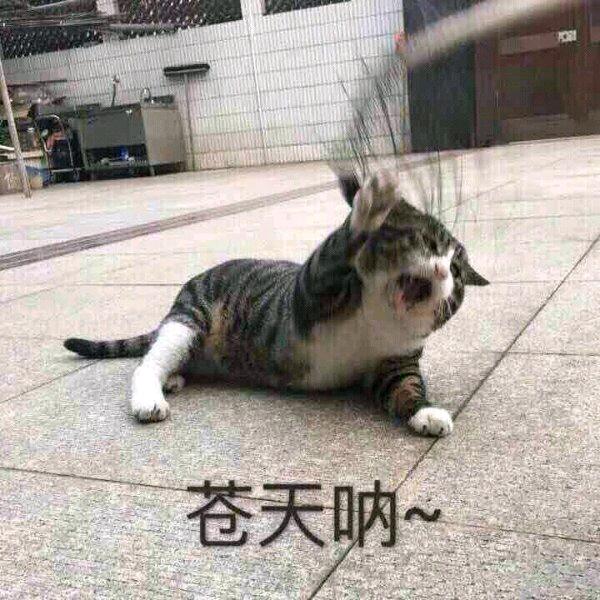 蓝色水母