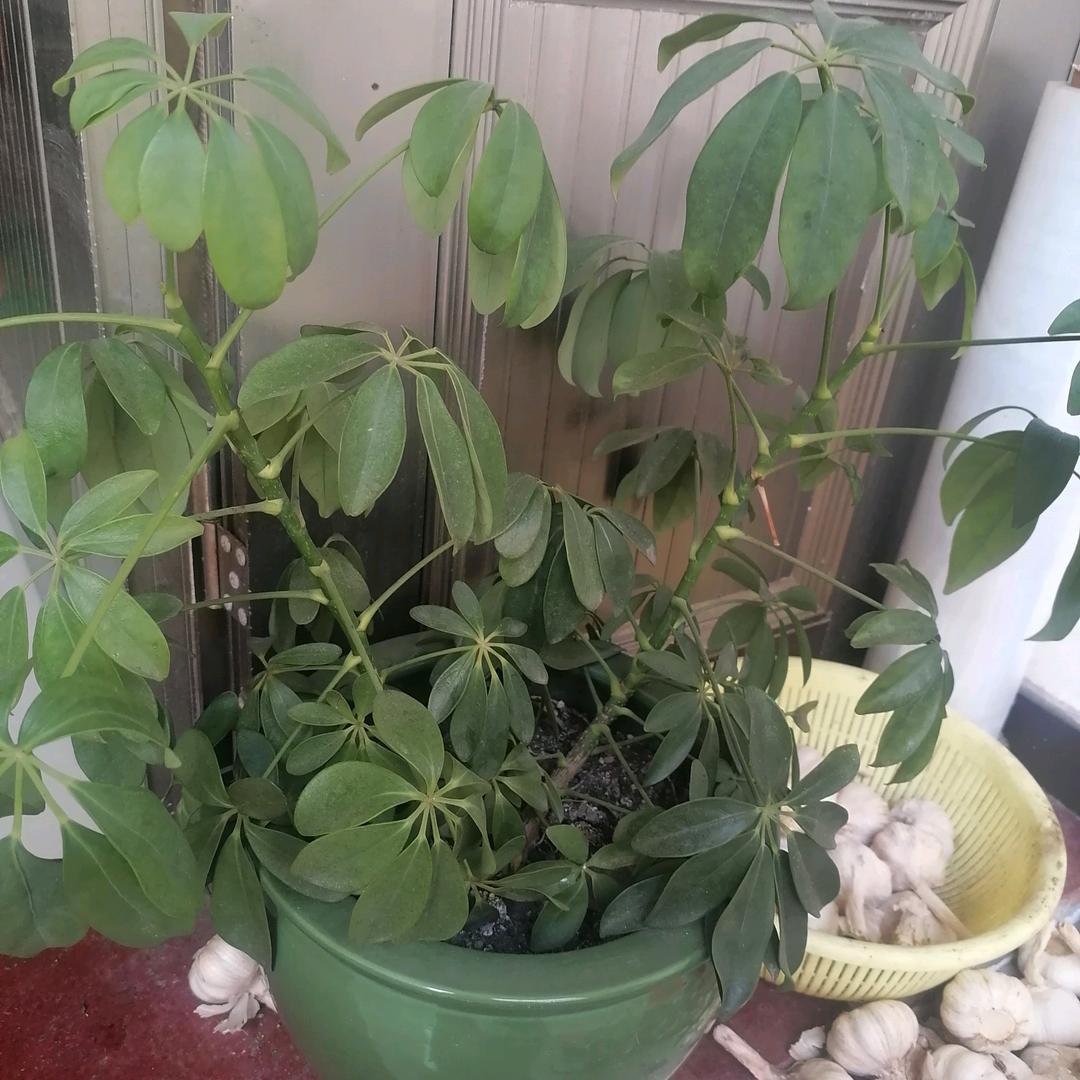 朱雨哲的麻麻