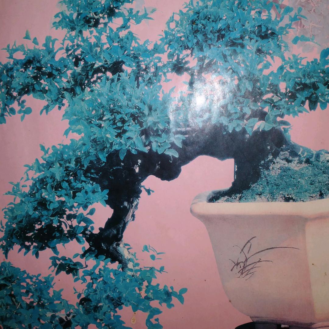 鑫藤友～刚老大