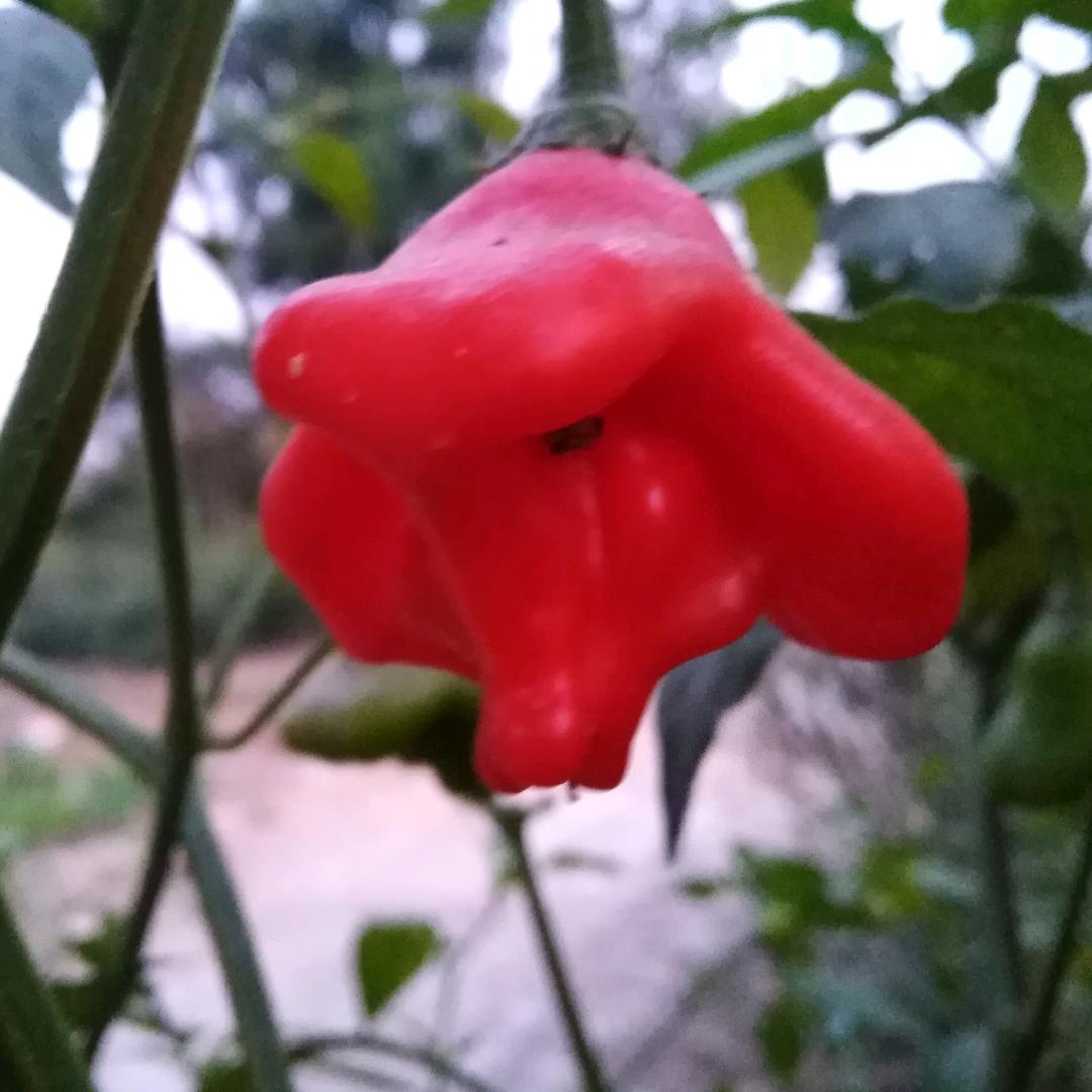 爱你一生不后悔