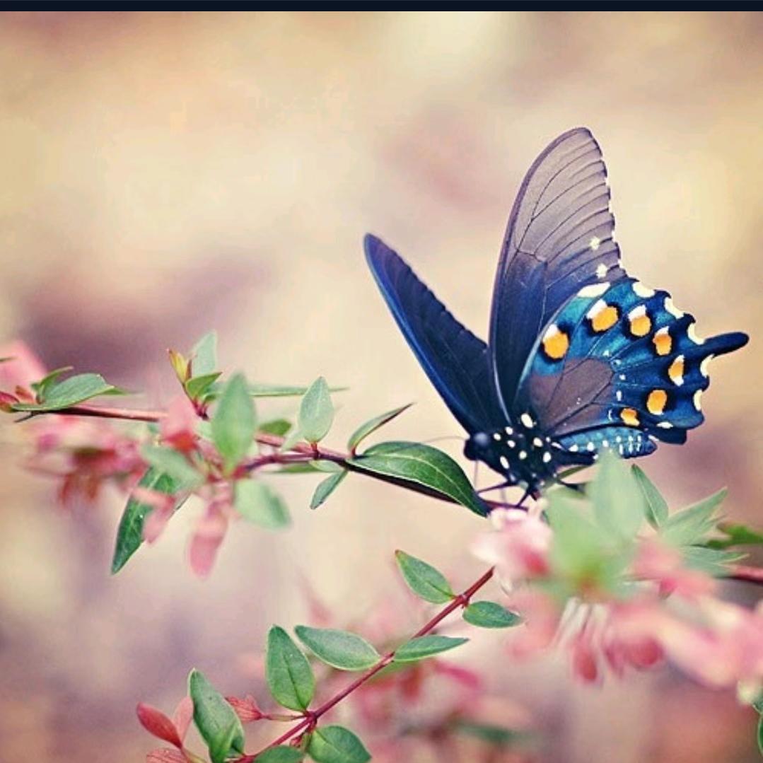 🕊꧔ꦿ᭄💞遇见꧔ꦿ᭄💞🕊